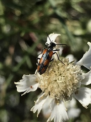Eupompha elegans