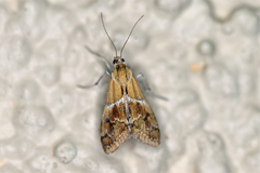 Noctueliopsis bububattalis