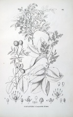 Copaifera langsdorffii