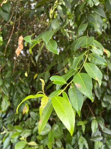 Foto de Cega-machado