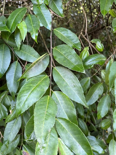Foto de Cega-machado