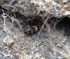 Neocicindela latecincta