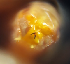 Conocephalus albescens