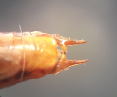 Conocephalus albescens