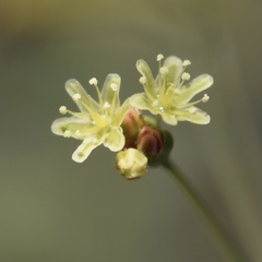 Eriogonum thomasii