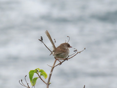 Malurus