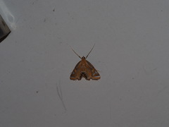 Eoophyla conjunctalis