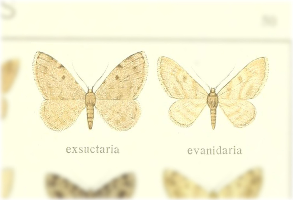 Gnophos evanidaria