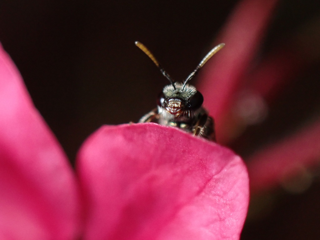 Lasioglossum loetum