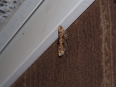Nacoleia charesalis