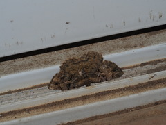 Psilalcis pulveraria