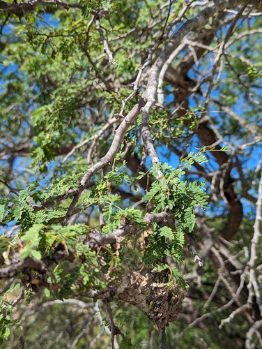 Havardia mexicana, photograph 6