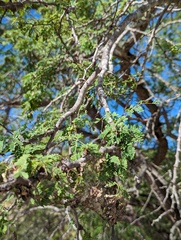 Havardia mexicana, photograph (c) Abraham Sánchez Romero, some rights reserved (CC BY)