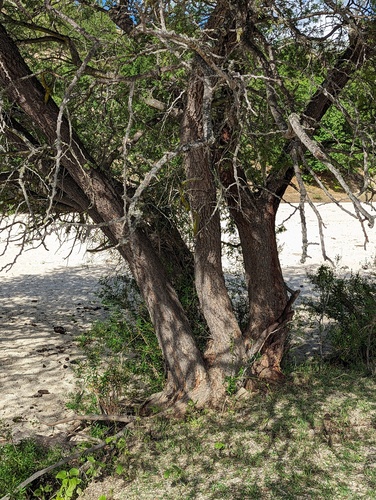 Havardia mexicana, photograph 5