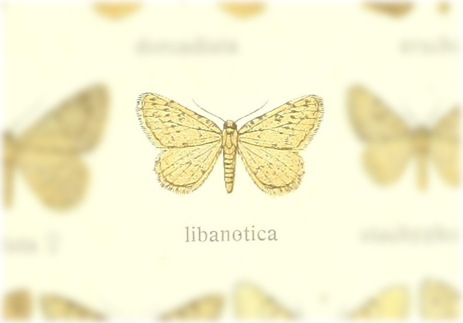 Gnophos libanotica