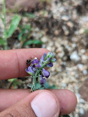 Xantus Milkwort (Polygala xanti)