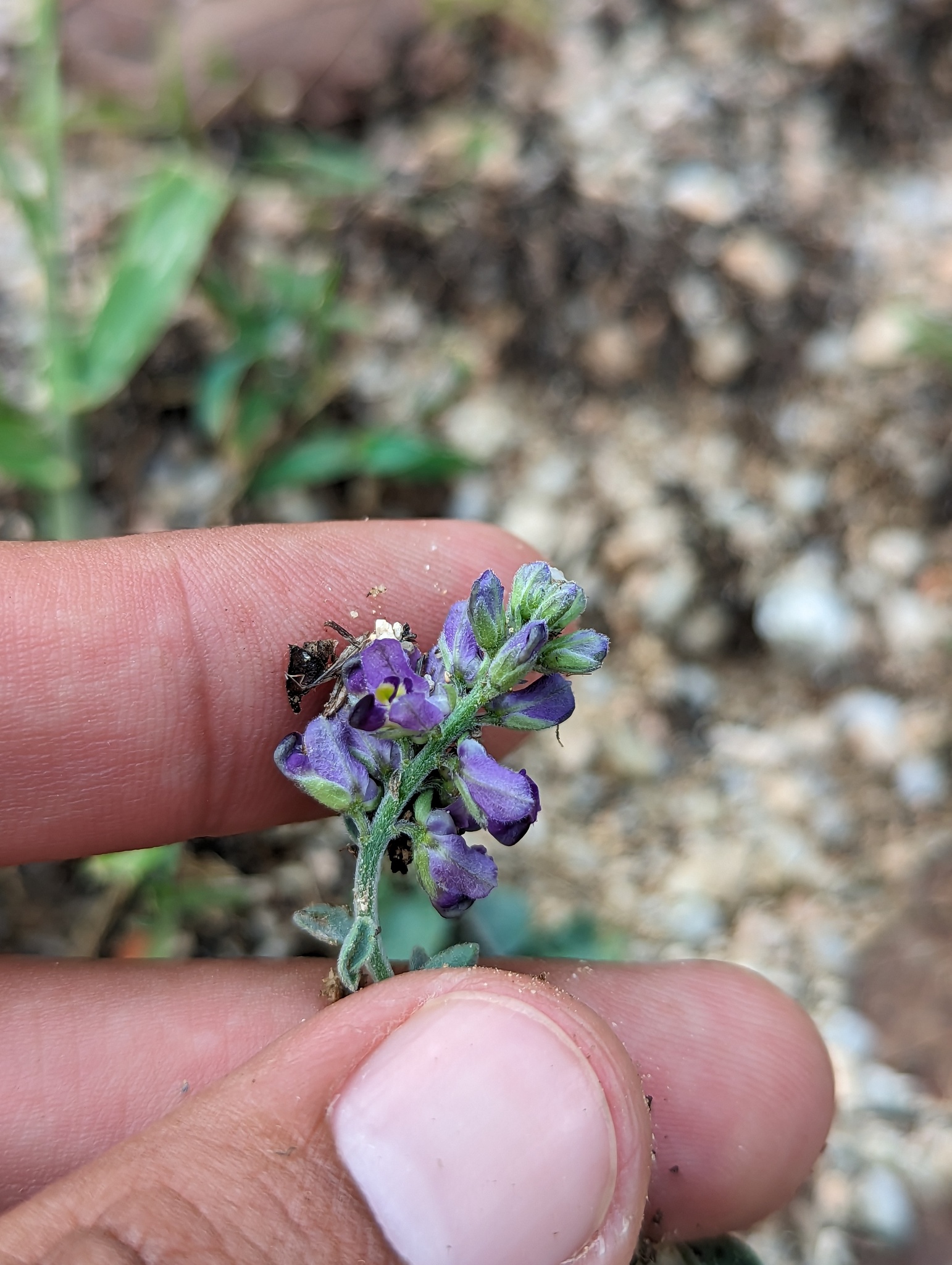 Xantus Milkwort (Polygala xanti)