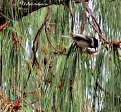 Poecile sclateri