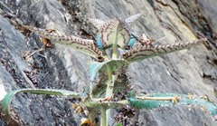 Kalanchoe daigremontiana