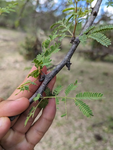 Havardia mexicana, photograph 4