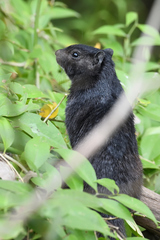 Otospermophilus variegatus couchii