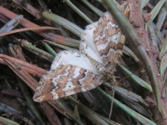 Enchoria lacteata