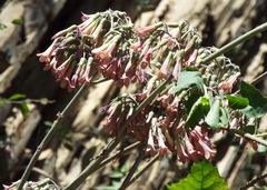 Kalanchoe daigremontiana