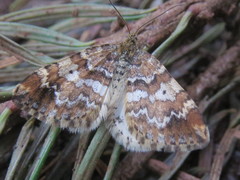 Enchoria lacteata
