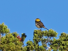 Setophaga chrysoparia