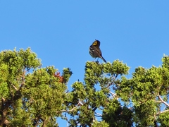 Setophaga chrysoparia