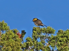 Setophaga chrysoparia