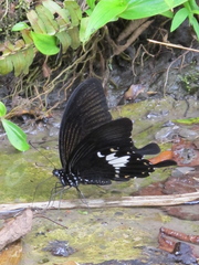 Papilio nephelus chaonulus