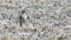 Anthus spragueii