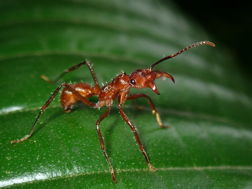 Ectatomma tuberculatum