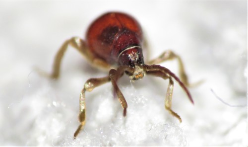 Smooth Spider Beetle photo 3