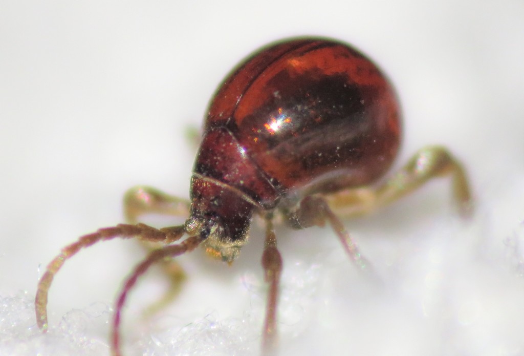 Smooth Spider Beetle