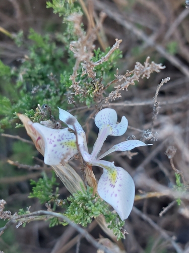 Image of Moraea simulans by (c) Valentin Moser, some rights reserved (CC BY)