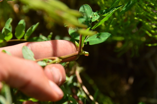 Image of Astragalus robbinsii by no rights reserved