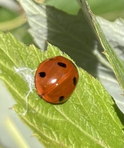 Seven-spotted Lady Beetle photographed in Connecticut