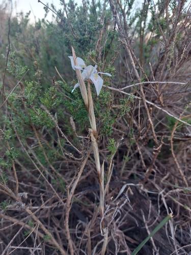 Image of Moraea simulans by (c) Valentin Moser, some rights reserved (CC BY)