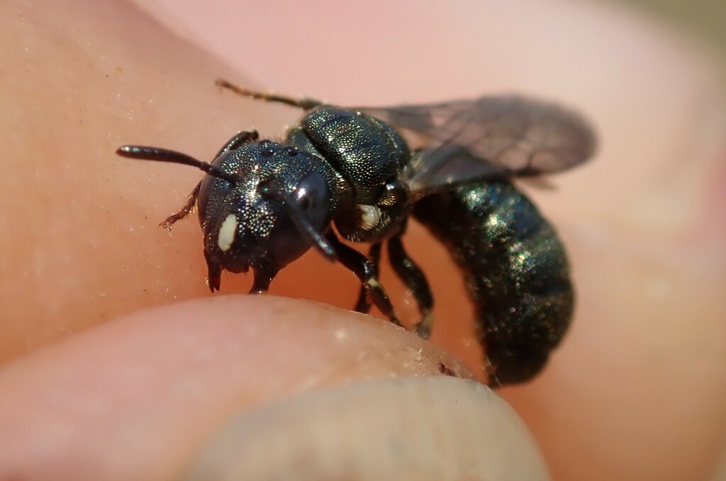 Dalla Torre's small carpenter bee