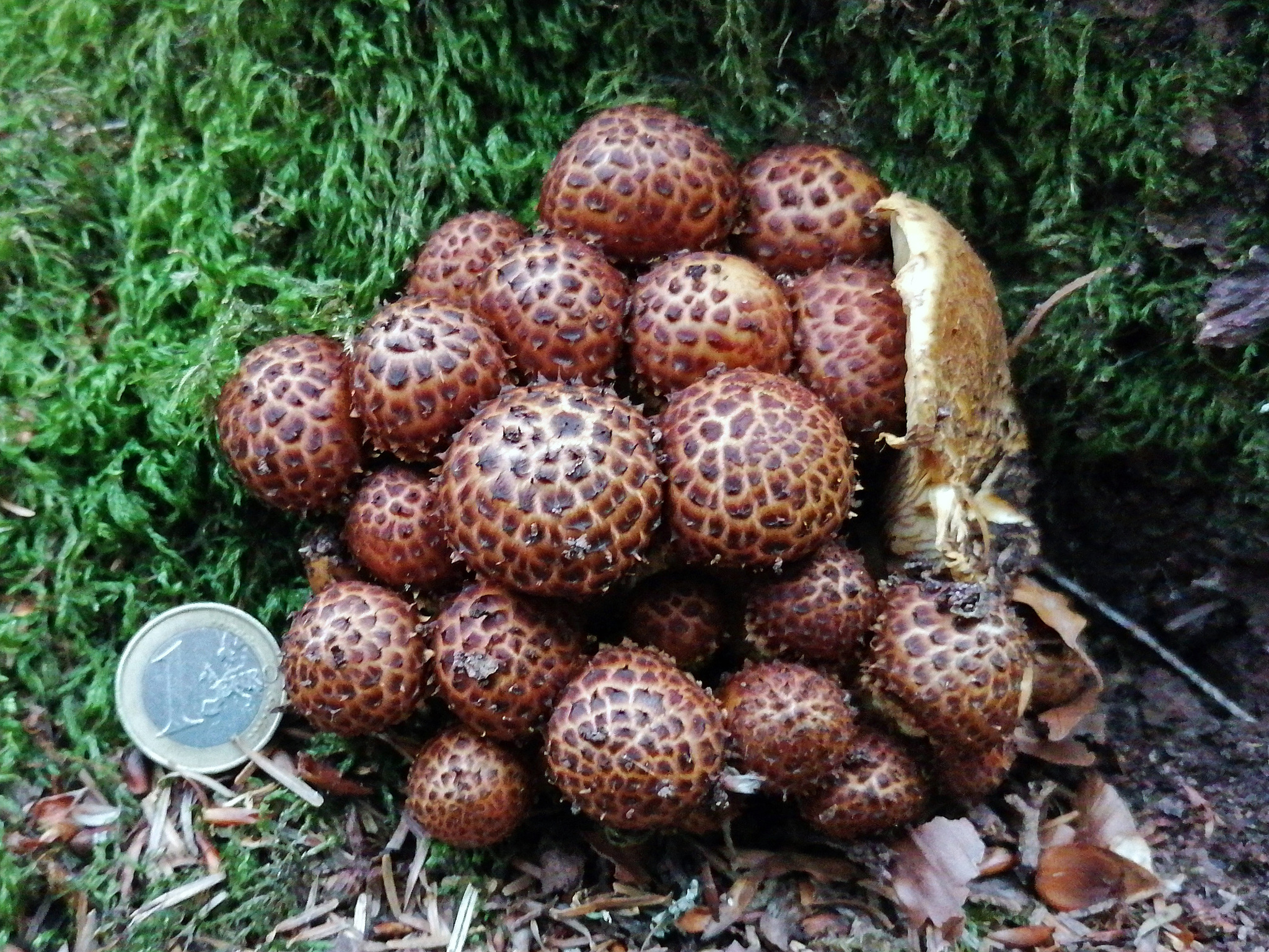 Pholiota jahnii Pinselschüppling