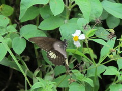 Papilio castor formosanus