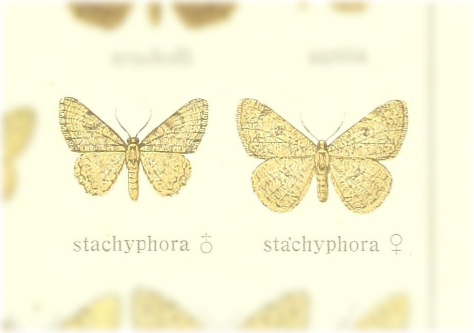 Charissa stachyphorus