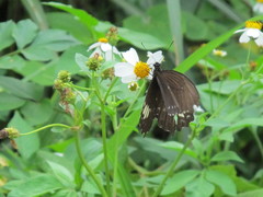 Papilio castor formosanus