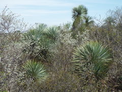 Yucca rostrata