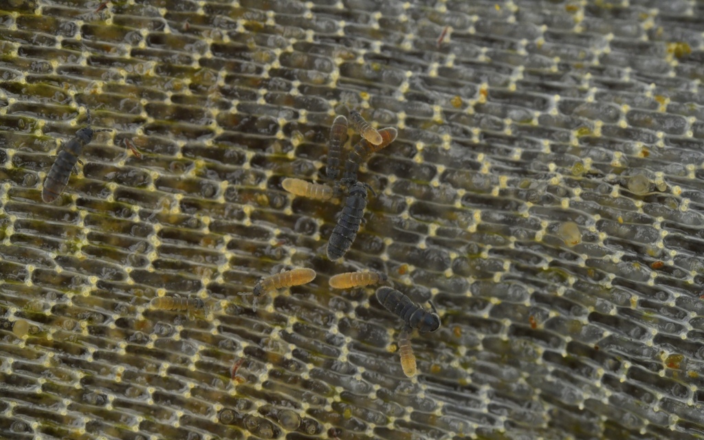 Smooth Springtails from Laugarnes beach, Reykjavík, Iceland on October ...