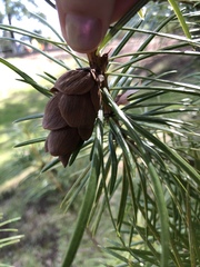 Cathaya argyrophylla