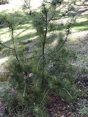 Cathaya argyrophylla