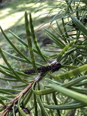 Cathaya argyrophylla